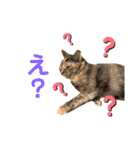 ひまわり〜〜！！（個別スタンプ：6）
