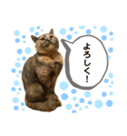 ひまわり〜〜！！（個別スタンプ：11）