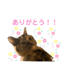 ひまわり〜〜！！（個別スタンプ：13）
