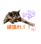 ひまわり〜〜！！（個別スタンプ：16）