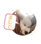 エリーさいとうもーすぐさの（個別スタンプ：14）