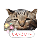 金沢弁の猫＆犬（個別スタンプ：1）