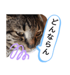 金沢弁の猫＆犬（個別スタンプ：2）