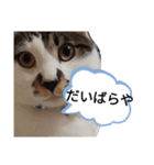 金沢弁の猫＆犬（個別スタンプ：3）
