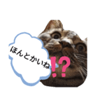金沢弁の猫＆犬（個別スタンプ：4）