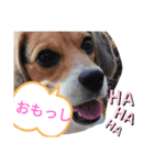 金沢弁の猫＆犬（個別スタンプ：5）