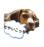 金沢弁の猫＆犬（個別スタンプ：6）