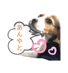 金沢弁の猫＆犬（個別スタンプ：7）