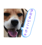 金沢弁の猫＆犬（個別スタンプ：8）