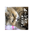 みるくちゃんのスタンプ₍ ^.  ̫ .^ ₎（個別スタンプ：3）