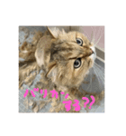 みるくちゃんのスタンプ₍ ^.  ̫ .^ ₎（個別スタンプ：7）