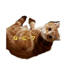 琥珀のつぶやき2（個別スタンプ：4）