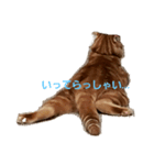 琥珀のつぶやき2（個別スタンプ：6）