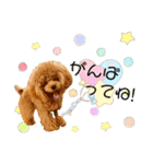 モナのスタンプ・ᴥ・（個別スタンプ：2）