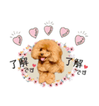 モナのスタンプ・ᴥ・（個別スタンプ：3）