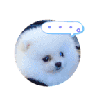 プポちゃん2（個別スタンプ：1）