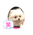プポちゃん2（個別スタンプ：3）