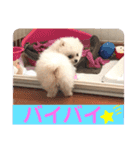 プポちゃん2（個別スタンプ：5）