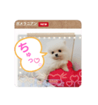プポちゃん2（個別スタンプ：6）