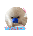 プポちゃん2（個別スタンプ：7）