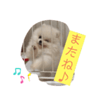 プポちゃん2（個別スタンプ：10）