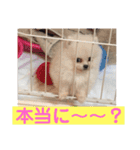 プポちゃん2（個別スタンプ：12）