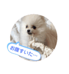 プポちゃん2（個別スタンプ：15）