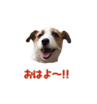 I love ジャックラッセルテリア（個別スタンプ：1）