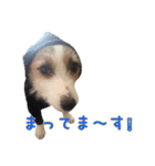 I love ジャックラッセルテリア（個別スタンプ：5）