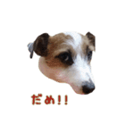 I love ジャックラッセルテリア（個別スタンプ：11）