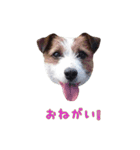 I love ジャックラッセルテリア（個別スタンプ：12）