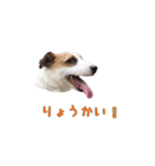 I love ジャックラッセルテリア（個別スタンプ：13）