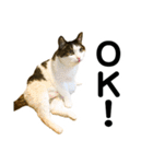 石川家の猫たち（個別スタンプ：1）