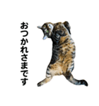 石川家の猫たち（個別スタンプ：2）