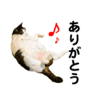 石川家の猫たち（個別スタンプ：3）