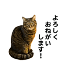 石川家の猫たち（個別スタンプ：4）