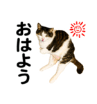 石川家の猫たち（個別スタンプ：6）