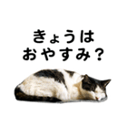 石川家の猫たち（個別スタンプ：9）
