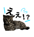 石川家の猫たち（個別スタンプ：10）