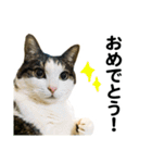 石川家の猫たち（個別スタンプ：11）