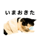 石川家の猫たち（個別スタンプ：12）