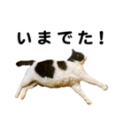 石川家の猫たち（個別スタンプ：13）