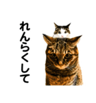 石川家の猫たち（個別スタンプ：14）
