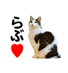 石川家の猫たち（個別スタンプ：15）