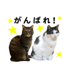 石川家の猫たち（個別スタンプ：17）