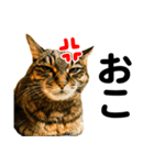 石川家の猫たち（個別スタンプ：18）