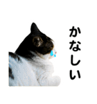 石川家の猫たち（個別スタンプ：19）