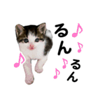 石川家の猫たち（個別スタンプ：23）