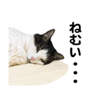 石川家の猫たち（個別スタンプ：24）
