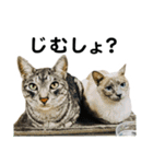 石川家の猫たち（個別スタンプ：26）